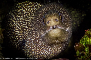 "Smile"
A Golden Tail Moray giving me his best smile. by Dusty Norman 